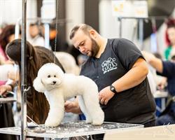 I cuccioli vanitosi toelettatura-beauty spa