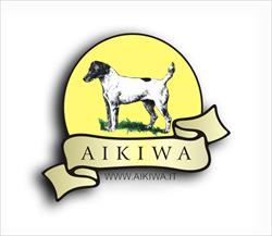 Aikiwa - L'allevamento amatoriale Jack Russell Terrier