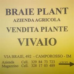Braie plant