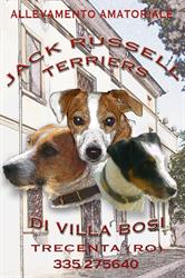 Jack Russell Terrier 'di Villa Bosi' Kennel