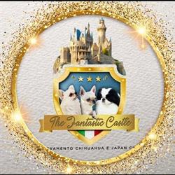 Allevamento chihuahua e japan chin the fantastic castle
