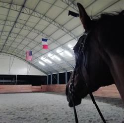 Beauty Horse ASD