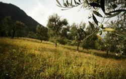 Agriturismo l'Uliveto