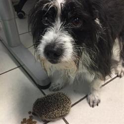 Ambulatorio Veterinario Quiesa