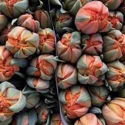 Holland Flowers s.a.s
