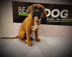 Beauty Dog di Marcucci Elisabeth