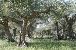 Azienda Agricola Lucido