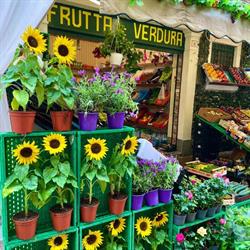 IL Fruttolo