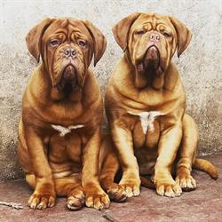 Del golfo kennel