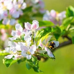 La Frutteria di De Petri Nicola
