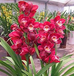 The Flower Francavilla fioristi per passione