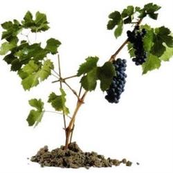 Fondo Bozzole Lambrusco