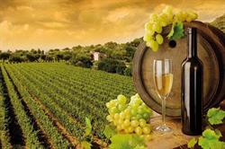 Il Vitigno - Accessori per vigneti