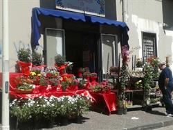 La Bottega di Piante e Fiori di De Simone Giovanni