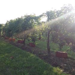 Azienda Agricola Villanova Cantina