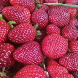 Frutta & Sfizi di Billitteri Rosario