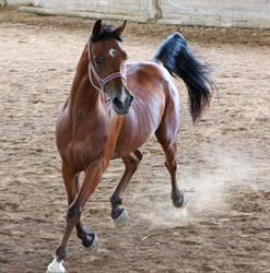Endurance Marche