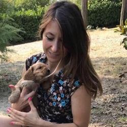 Allevamento Cocker Spaniel Inglese e shih tzu - Federicacocker TO - Piemonte
