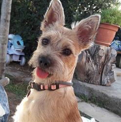 Dolce & Cagnara toeletta cani/gatti