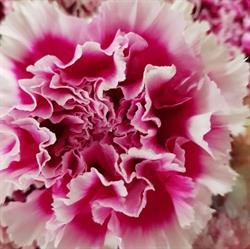 casconefiori