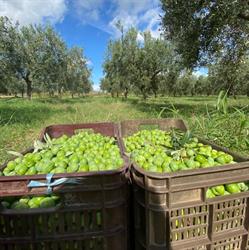 Azienda Agricola Feudo Seggio