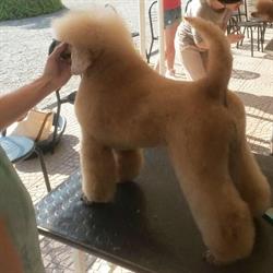 Le Terme Di Fido Di Meggiorini Chety