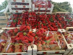 I sapori della terra