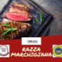 Gallery Professionale