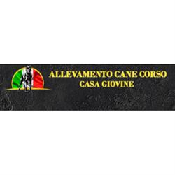 Allevamento cane Corso Casa Giovine