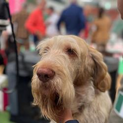 Ambulatorio veterinario “amici di Zeno” di Simona tripodina