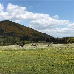 Fondi Stables