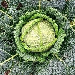 Piccola Terra Bio