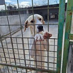 Rifugio San Rocco - Lega del Cane Valenzano