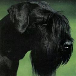 Allevamento Vlinker - Riesenschnauzer Neri