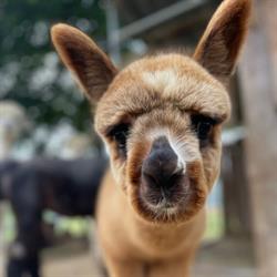 A&A Alpaca