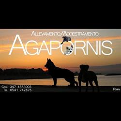 Agapornis Addestramento Cani di Benito Maccan