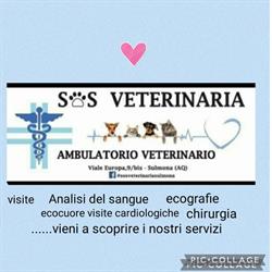 SOS Veterinaria dott.ssa Francesca De Sanctis