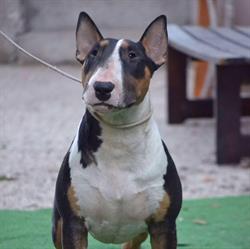 Allevamento Bull Terrier Bullistorgame di Fabio Agosta