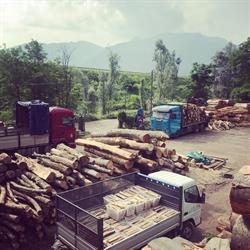 PGM Legno Tronchi Legna da Ardere