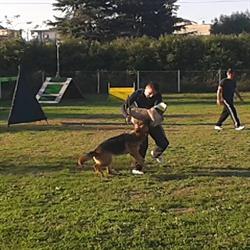 Dog Paradise Centro Educazione Cinofila
