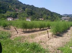 Azienda Agricola De Coppi Claudio