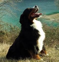 Allevamento Bovari del Bernese di Silvana Tedeschi