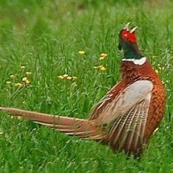 Allevamento Selvaggina Arkana