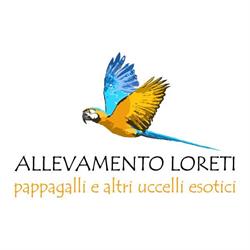 Allevamento Pappagalli Loreti