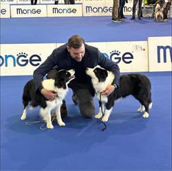 Allevamento Collie e Border Collie Paradise Collies