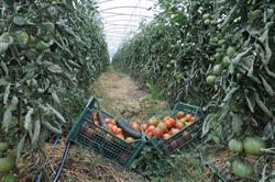Azienda Agraria Fabrizi Antonello