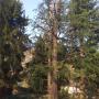 potatura alberi in tree climbing torino