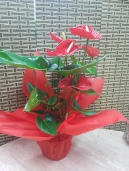 Fantasia Floreale