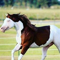 Cia Associazione Cavallo Italo Americano