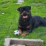 Addestramento sportivo Rottweiler